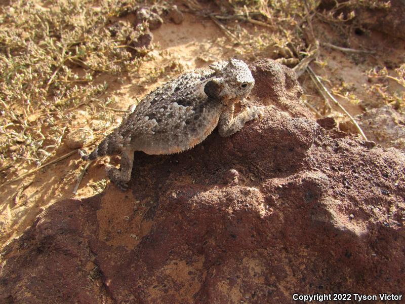 Southern Desert Horned Lizard (Phrynosoma platyrhinos calidiarum)