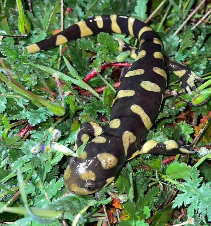 Barred Tiger Salamander (Ambystoma mavortium)