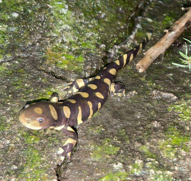 Barred Tiger Salamander (Ambystoma mavortium)