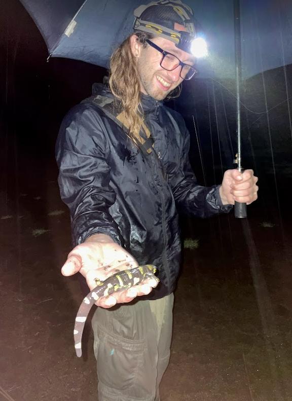 Barred Tiger Salamander (Ambystoma mavortium)