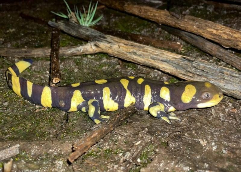 Barred Tiger Salamander (Ambystoma mavortium)