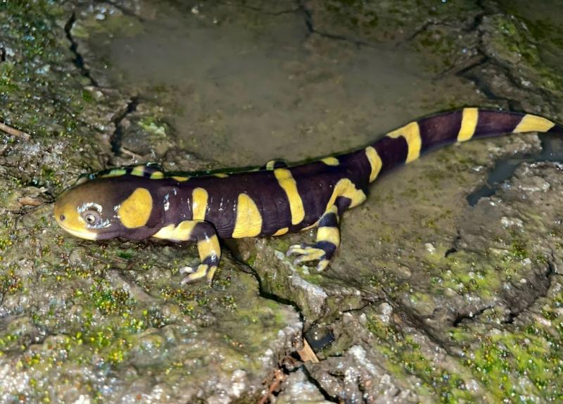 Barred Tiger Salamander (Ambystoma mavortium)