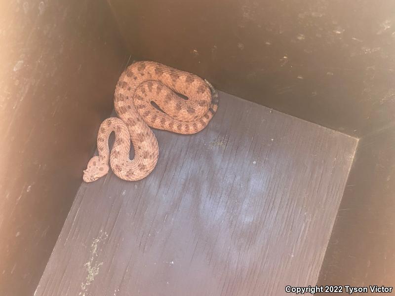 Mojave Desert Sidewinder (Crotalus cerastes cerastes)