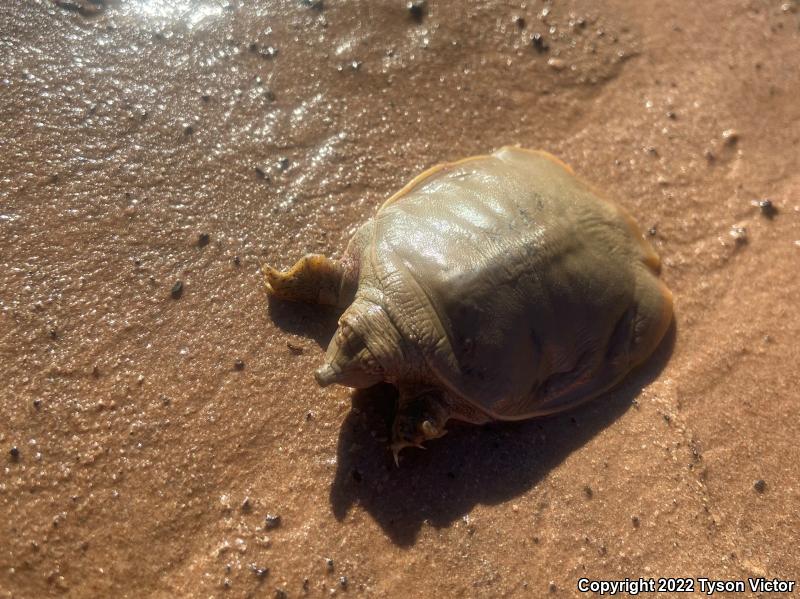 Texas Spiny Softshell (Apalone spinifera emoryi)