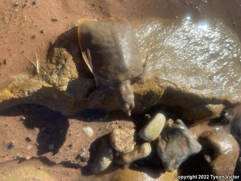 Texas Spiny Softshell (Apalone spinifera emoryi)