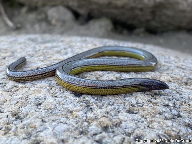 California Legless Lizard (Anniella pulchra)