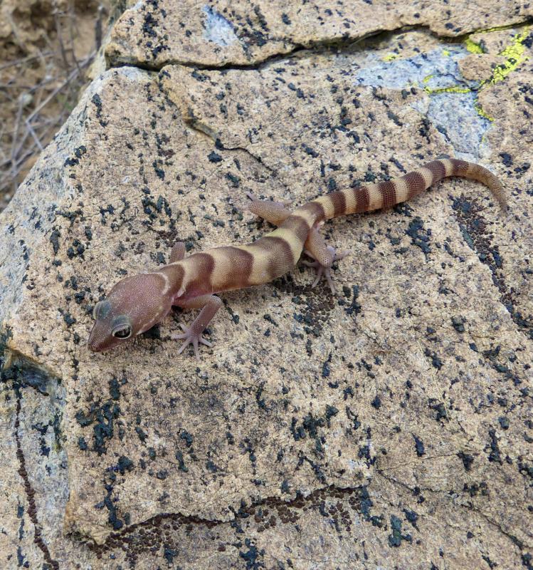 San Diego Banded Gecko (Coleonyx variegatus abbotti)