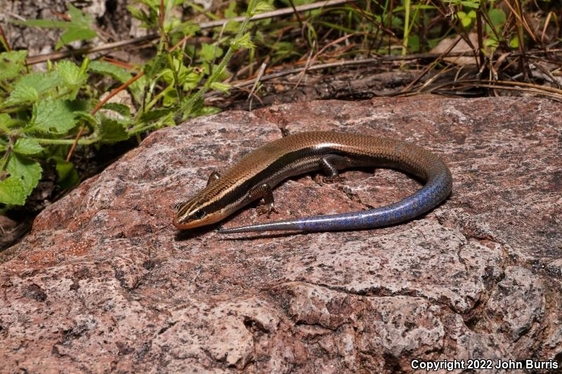 Mountain Skink (Plestiodon callicephalus)