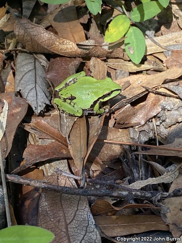 Mountain Treefrog (Hyla eximia)