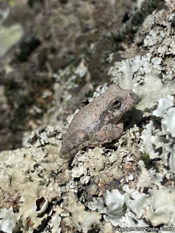 Canyon Treefrog (Hyla arenicolor)