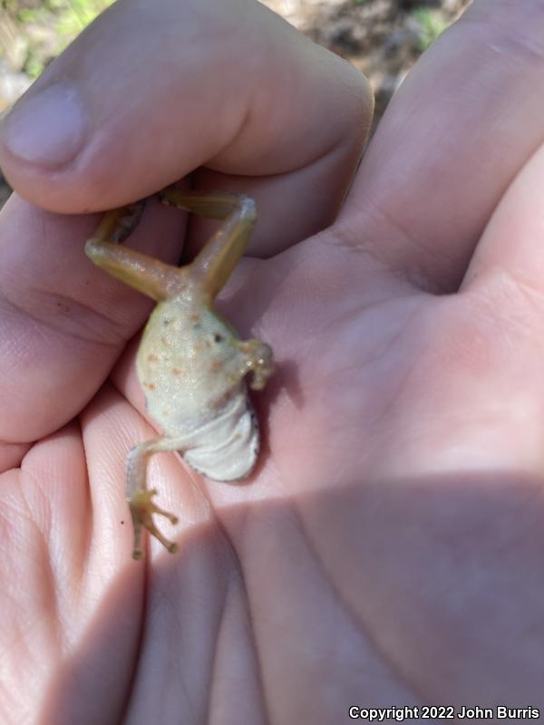 Canyon Treefrog (Hyla arenicolor)