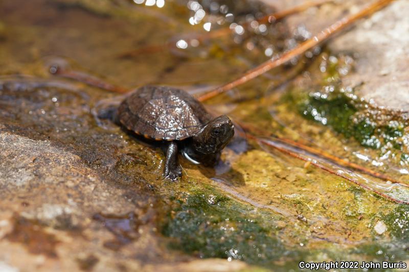 Sonoran Mud Turtle (Kinosternon sonoriense sonoriense)