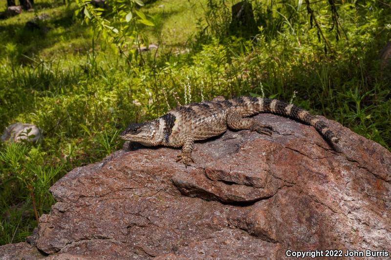 Western Crevice Spiny Lizard (Sceloporus poinsettii macrolepis)