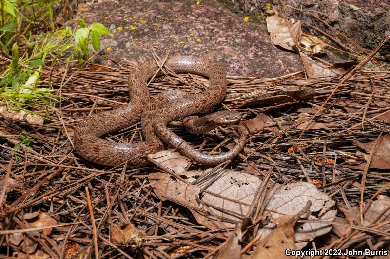 Sonoran Nightsnake (Hypsiglena chlorophaea chlorophaea)