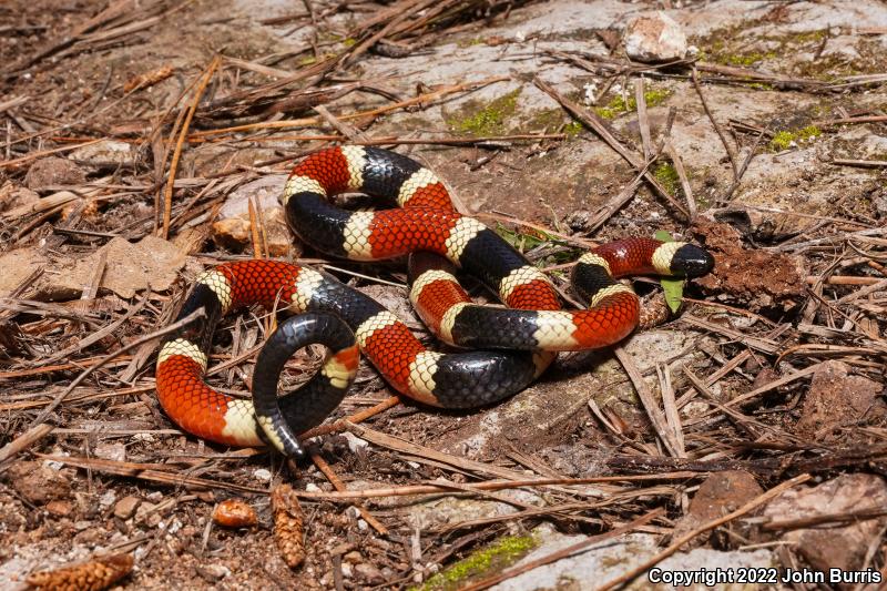 Sonoran Coralsnake (Micruroides euryxanthus)