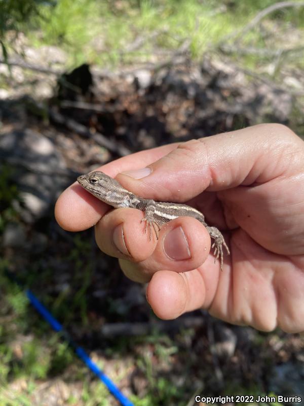 Striped Plateau Lizard (Sceloporus virgatus)