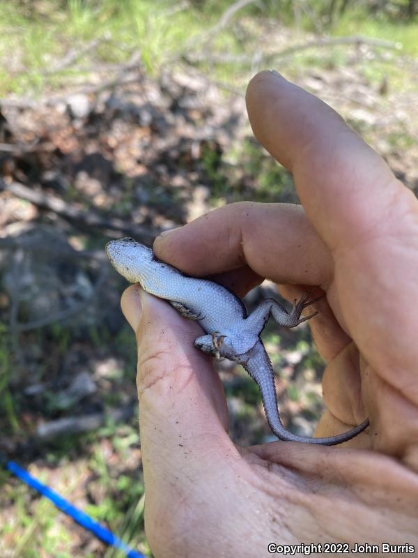 Striped Plateau Lizard (Sceloporus virgatus)