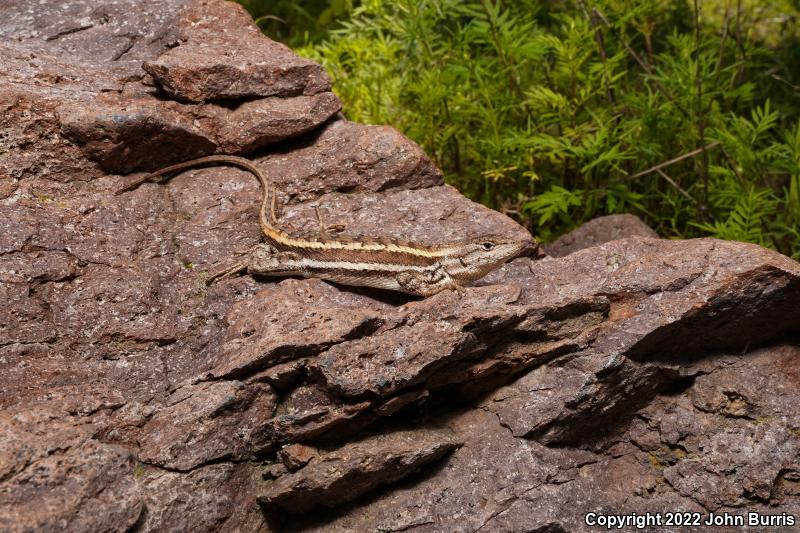 Striped Plateau Lizard (Sceloporus virgatus)