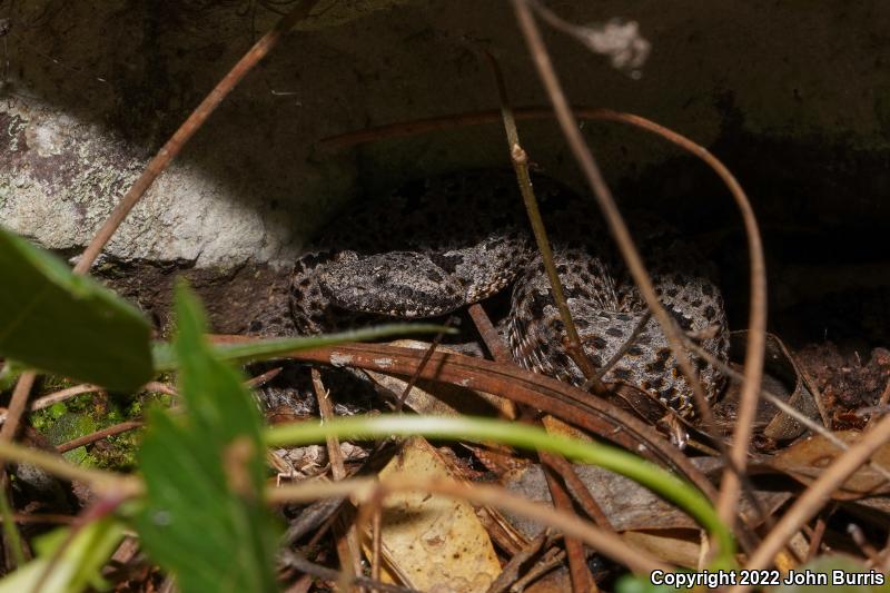 Banded Rock Rattlesnake (Crotalus lepidus klauberi)