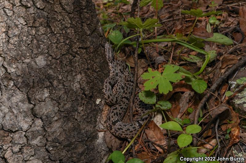 Banded Rock Rattlesnake (Crotalus lepidus klauberi)