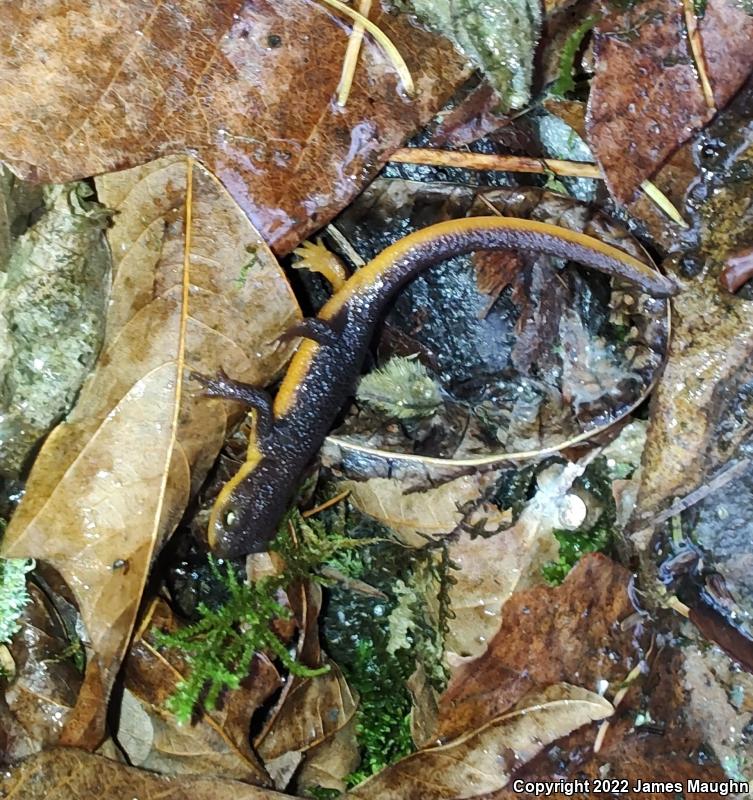 Rough-skinned Newt (Taricha granulosa)