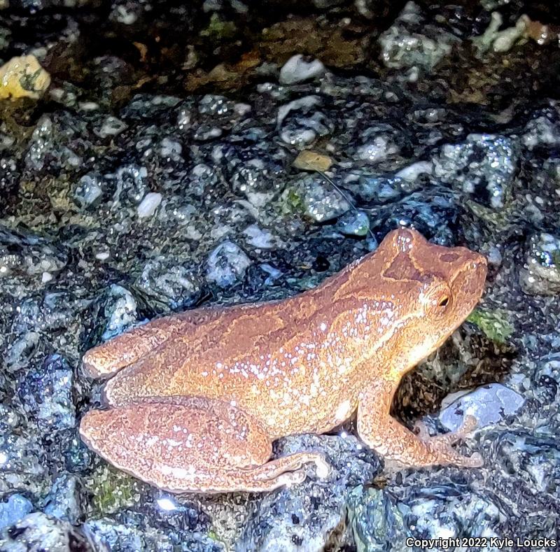 Spring Peeper (Pseudacris crucifer)