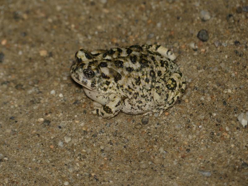 Arroyo Toad (Anaxyrus californicus)