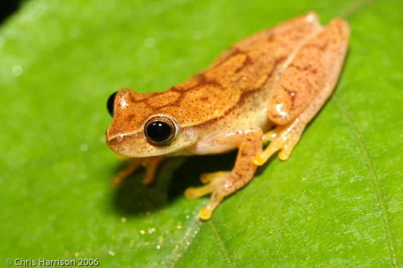 Yellow Treefrog (Dendropsophus microcephalus)