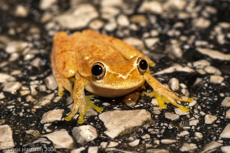 Yellow Treefrog (Dendropsophus microcephalus)