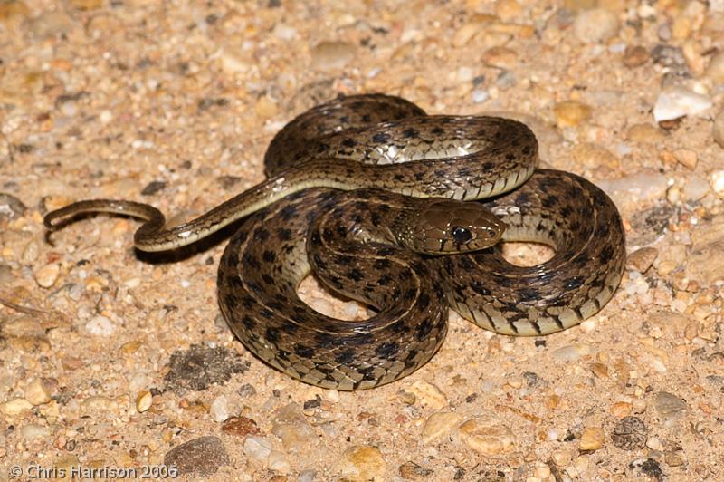 Yucatecan Checkered Gartersnake (Thamnophis marcianus praeocularis)