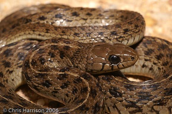 Yucatecan Checkered Gartersnake (Thamnophis marcianus praeocularis)