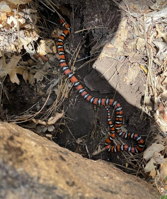 San Diego Mountain Kingsnake (Lampropeltis zonata pulchra)