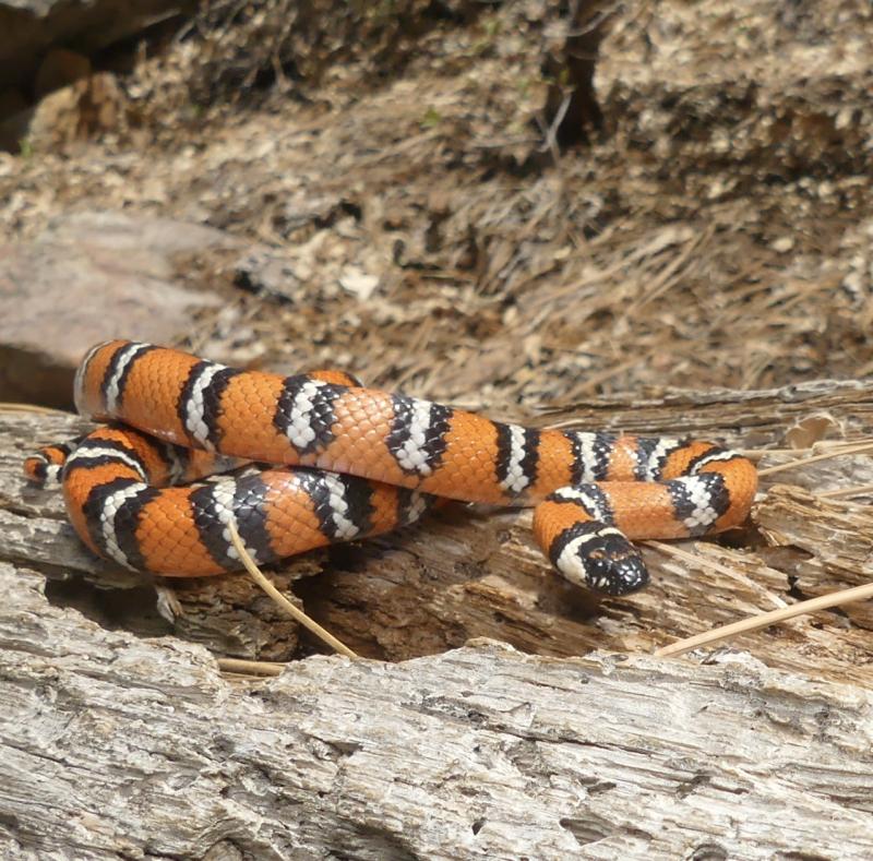 San Diego Mountain Kingsnake (Lampropeltis zonata pulchra)