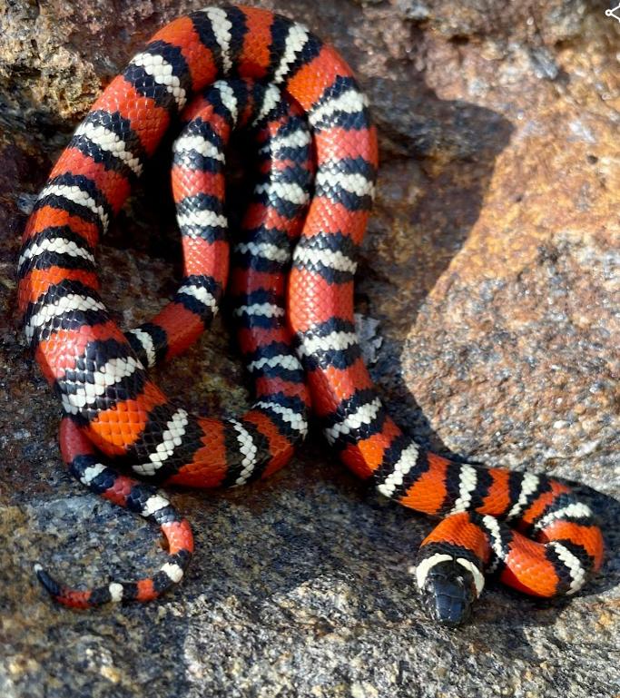 San Diego Mountain Kingsnake (Lampropeltis zonata pulchra)