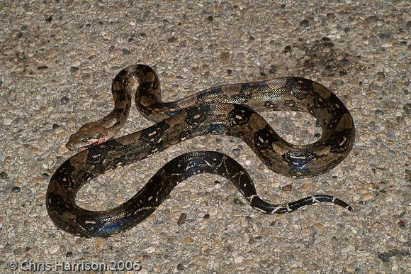 Mexican Boa Constrictor (Boa constrictor imperator)