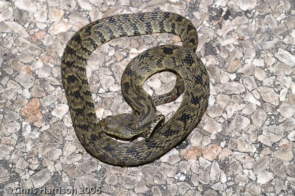 Tabasco Diamond-backed Watersnake (Nerodia rhombifer werleri)