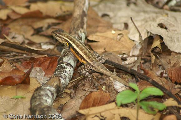 Teapen Rose-bellied Lizard (Sceloporus teapensis)