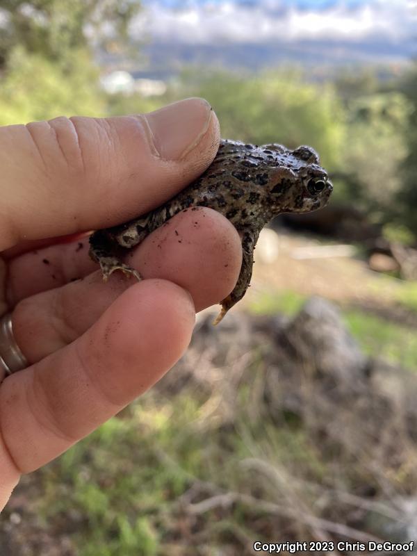 Southern California Toad (Anaxyrus boreas halophilus)