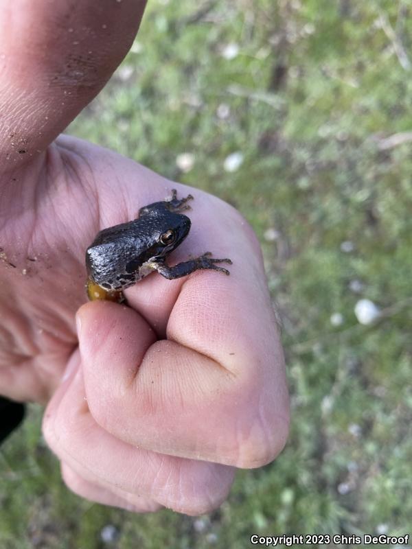 Baja California Treefrog (Pseudacris hypochondriaca)