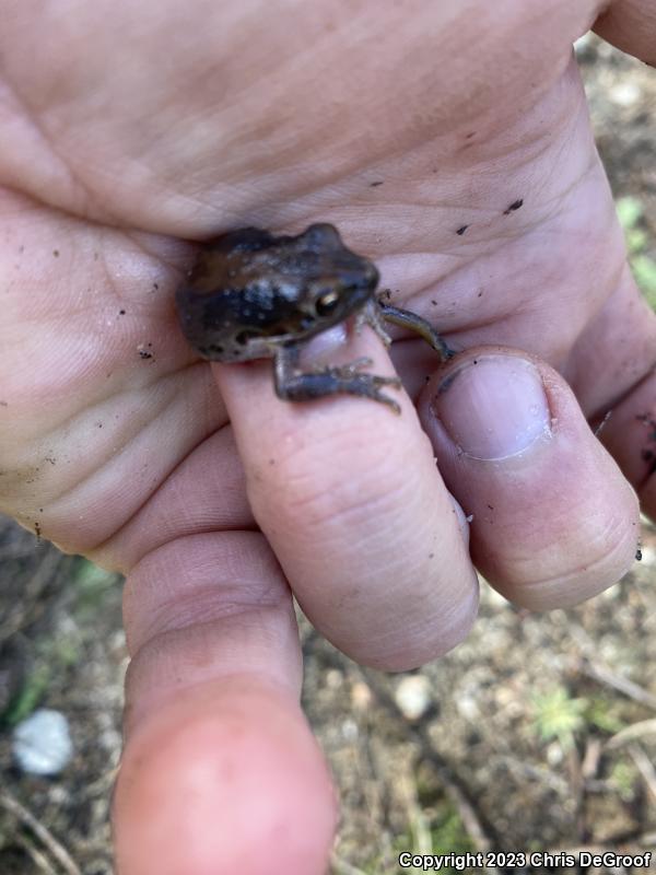 Baja California Treefrog (Pseudacris hypochondriaca)