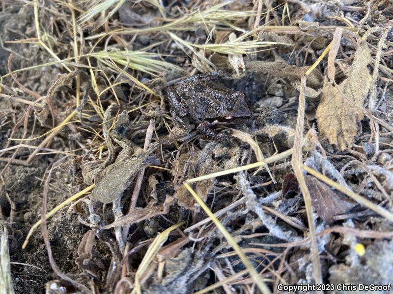 Baja California Treefrog (Pseudacris hypochondriaca)