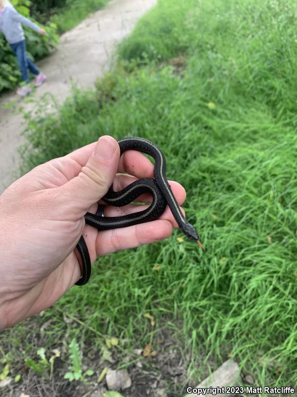 Northwestern Gartersnake (Thamnophis ordinoides)