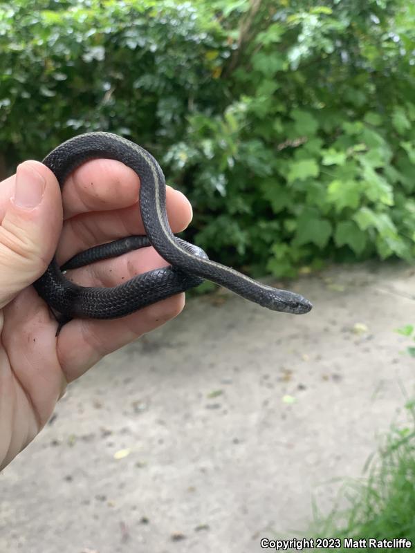 Northwestern Gartersnake (Thamnophis ordinoides)