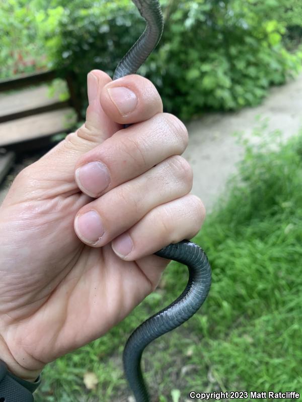 Northwestern Gartersnake (Thamnophis ordinoides)