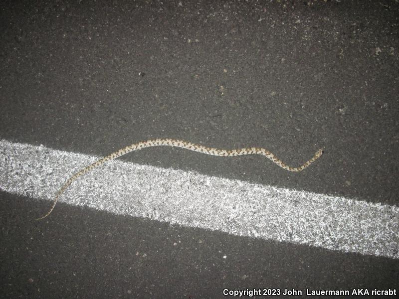 Western Lyresnake (Trimorphodon biscutatus biscutatus)