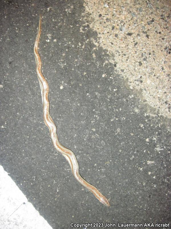 Desert Rosy Boa (Lichanura trivirgata gracia)