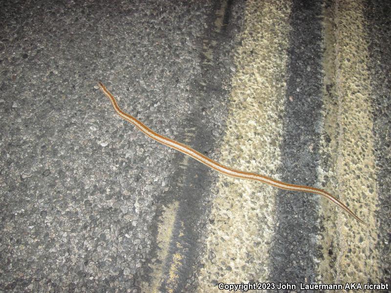 Desert Rosy Boa (Lichanura trivirgata gracia)