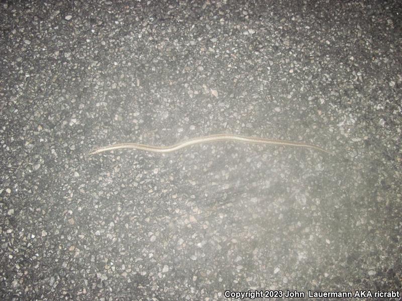 Desert Rosy Boa (Lichanura trivirgata gracia)