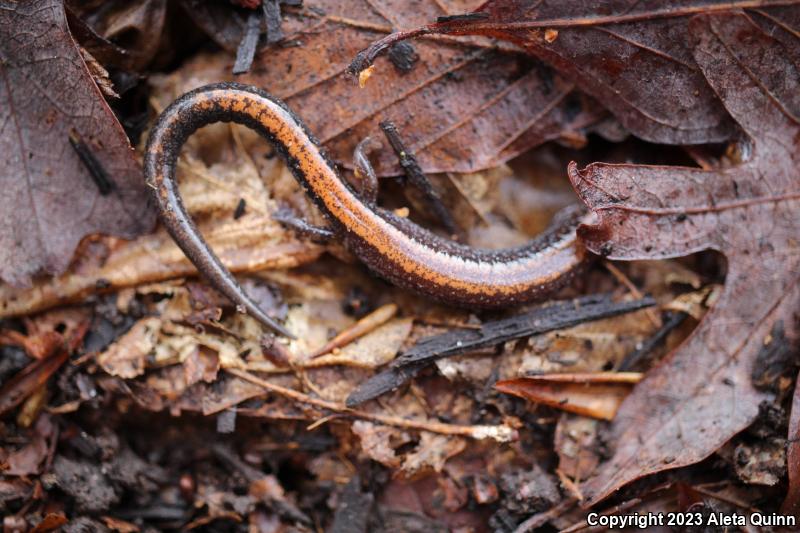 Eastern Red-backed Salamander (Plethodon cinereus)