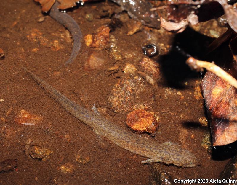 Red Salamander (Pseudotriton ruber)